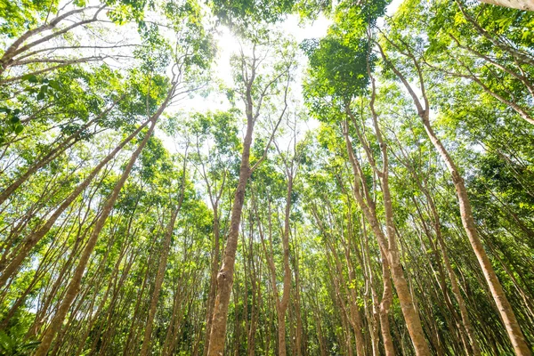 Árbol Goma Fondo Agrícola Hojas Verdes Muchas Ramas — Foto de Stock