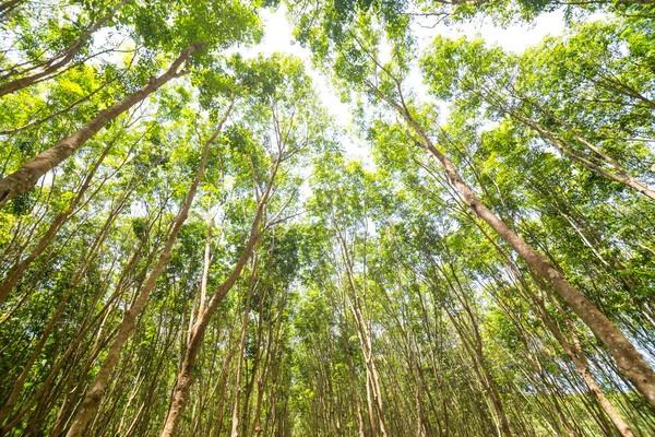 Árbol Goma Fondo Agrícola Hojas Verdes Muchas Ramas — Foto de Stock