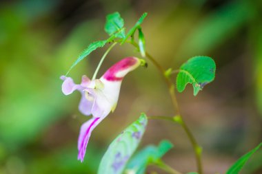 Parrot Çiçek Chiang Dao yaban hayatı kutsal, Chiang Mai, Tayland