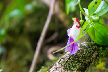 Kraliyet çiçek chiangmai Parrot Çiçek orkide