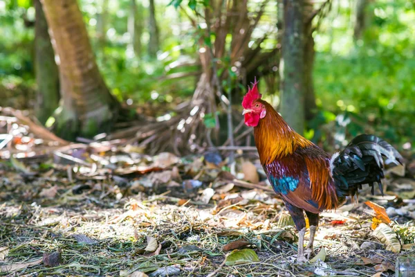 Rooster Soil Green Grass Field Background — Stock Photo, Image