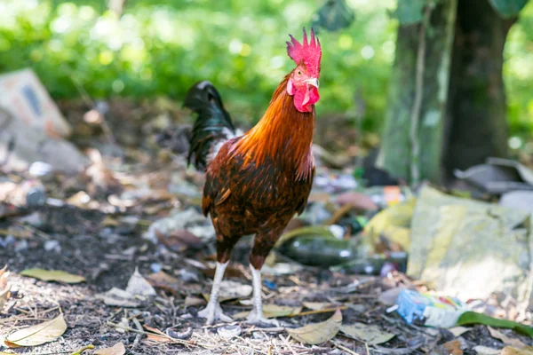 Rooster Soil Green Grass Field Background — Stock Photo, Image