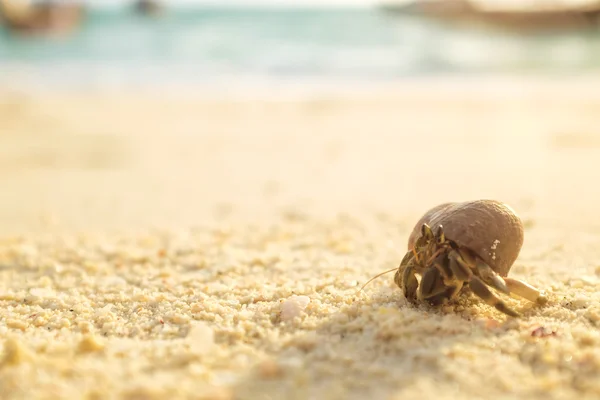 Crabe en fond de plage — Photo