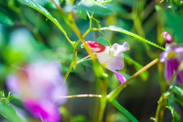 Orquídea Flores Papagaio Chiangmai Floral Real Tailândia — Fotografia de Stock