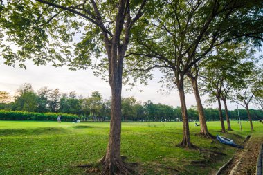 Green Park günbatımında ağacında Tayland ile