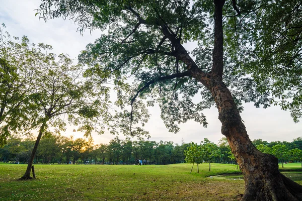 Green Park Drzewa Zachodzie Słońca Tajlandii — Zdjęcie stockowe