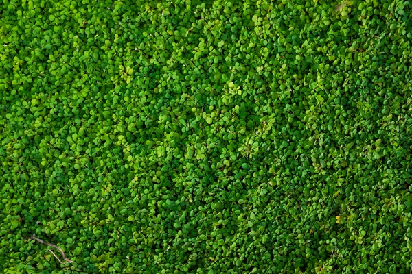 Zelená Tráva Hladká Textura Příroda Pozadí — Stock fotografie