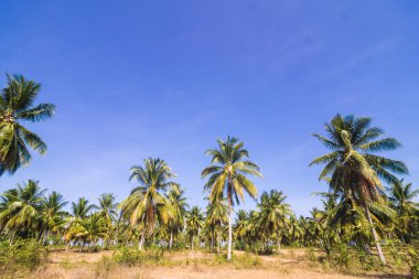 Hindistan cevizi palmiye Ekim mavi gökyüzü karşı kırsal yol ile.