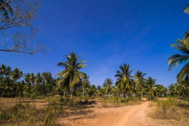 Hindistan cevizi palmiye Ekim kırsal yol ile 