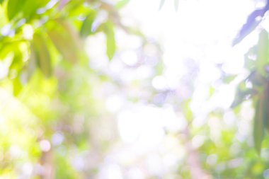 Bokeh yaprak yeşil güneş ışık arka plan bulanık. Bulanık sarı yapraklar ışınları ışık parlama doğa zemin.