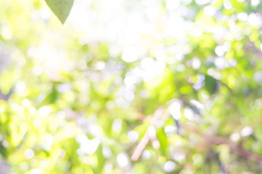 Bokeh yaprak yeşil güneş ışık arka plan bulanık. 