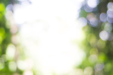 Yeşil arka planlar üzerinde bulanık yeşil yaprakları