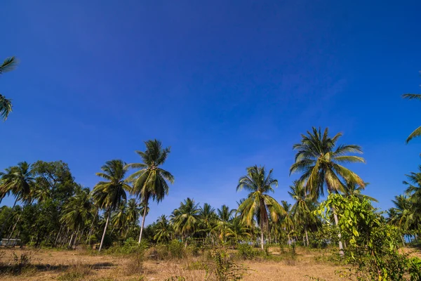 Palmy Kokosowe Plantacji Wiejskiej Drodze Przeciw Błękitne Niebo — Zdjęcie stockowe