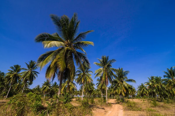 Palmy Kokosowe Plantacji Wiejskiej Drodze Przeciw Błękitne Niebo — Zdjęcie stockowe