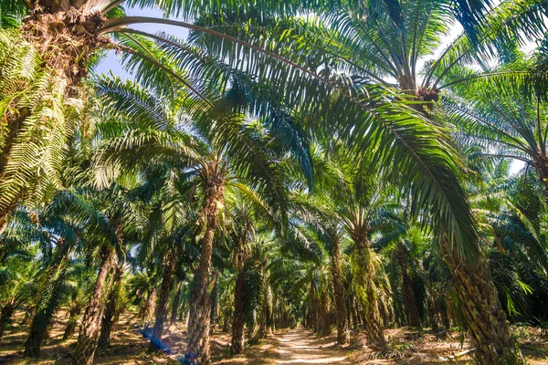 Palmiye yağı Ekim ağaç dalları mavi gökyüzü altında
