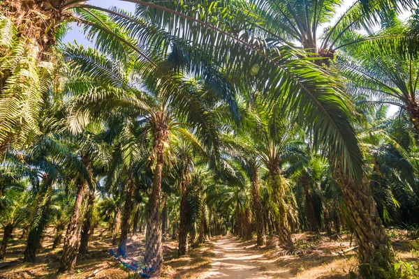 Palmiye yağı Ekim ağaç dalları