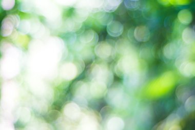 Bulanık Bokeh arka plan yeşil yaprakları.