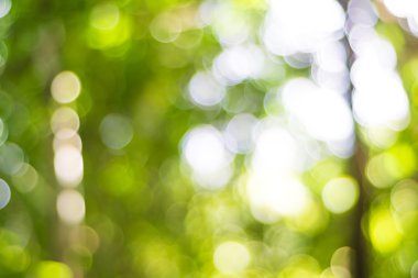 Bulanık Bokeh arka plan yeşil yaprakları.