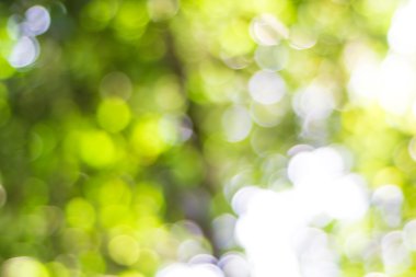 Bulanık Bokeh arka plan yeşil yaprakları.