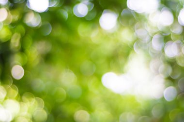 Yeşil arka planlar üzerinde bulanık yeşil yaprakları