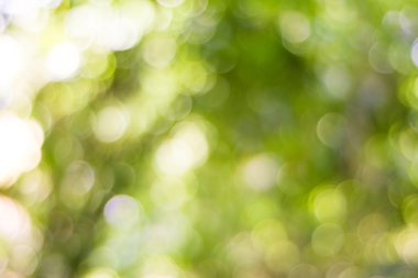 Bulanık Bokeh arka plan yeşil yaprakları.