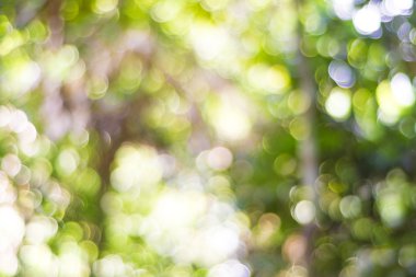 Bulanık Bokeh arka plan yeşil yaprakları.