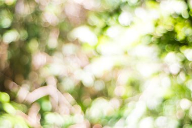 Yeşil arka planlar üzerinde bulanık yeşil yaprakları