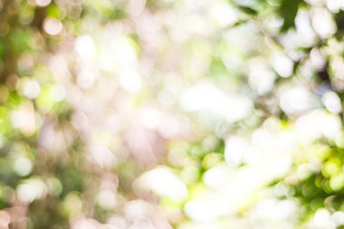 Bulanık Bokeh arka plan yeşil yaprakları.