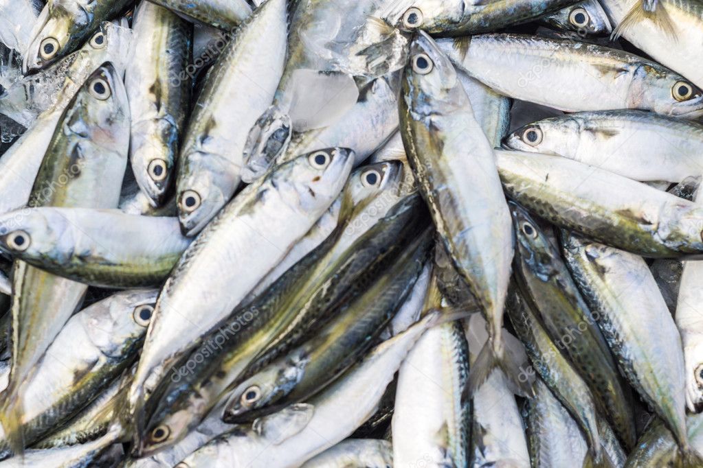 Fresh raw mackerel fish in market, Traditional fish in market
