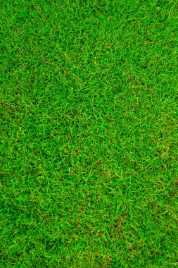 Yeşil çimen arkaplan, yeşil çimen nesnesi