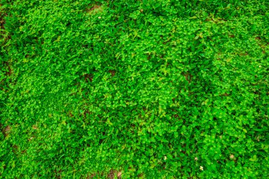 Yeşil çimen arkaplan, yeşil çimen nesnesi