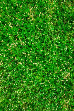 Çimen çiçek alan arka plan ile yeşil, yeşil doğa yüzey