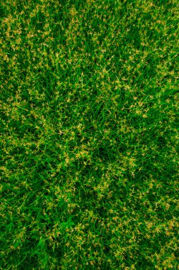 Yeşil çimen arkaplan, yeşil çimen nesnesi