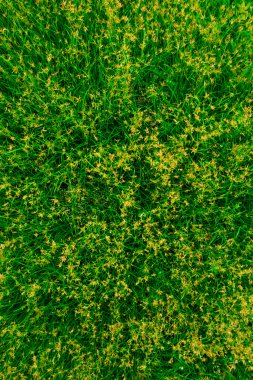 Çimen çiçek alan arka plan ile yeşil, yeşil doğa yüzey