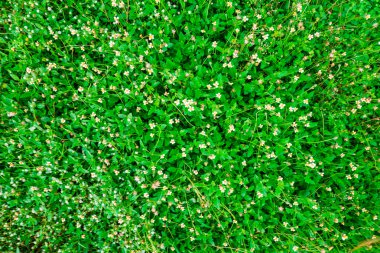 Çimen çiçek alan arka plan ile yeşil, yeşil doğa yüzey