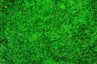 Yeşil çimen arkaplan, yeşil çimen nesnesi