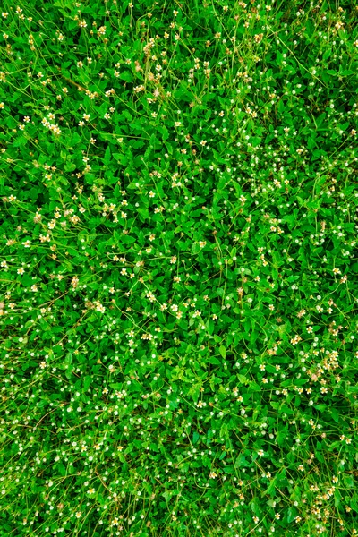 Çimen çiçek alan arka plan ile yeşil, yeşil doğa yüzey