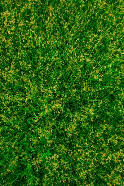 Yeşil çimen arkaplan, yeşil çimen nesnesi