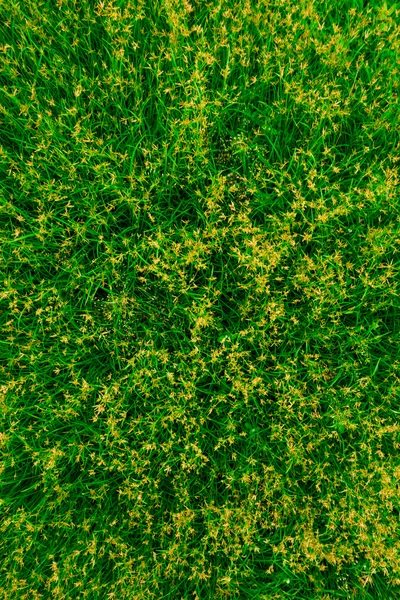 Çimen çiçek alan arka plan ile yeşil, yeşil doğa yüzey