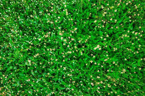 Grama Verde Com Fundo Campo Flores Superfície Natureza Verde — Fotografia de Stock