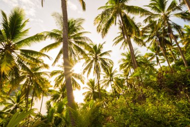 Hindistan cevizi hurma ağacı Koh Tao mavi gökyüzünde karşı