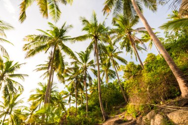 Palmiye ağaçları mavi gökyüzü arka plan.