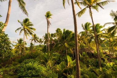 Hindistan cevizi hurma ağacı Koh Tao mavi gökyüzünde karşı
