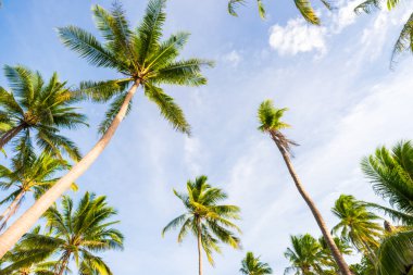 Palmiye ağaçları mavi gökyüzü arka plan.