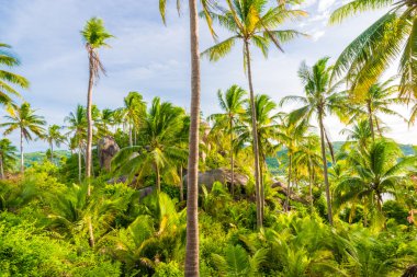 Palmiye ağaçları mavi gökyüzü arka plan.