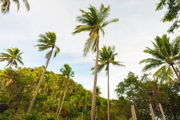 Palmy kokosowe drzewo przeciw błękitne niebo w Koh Tao — Zdjęcie stockowe