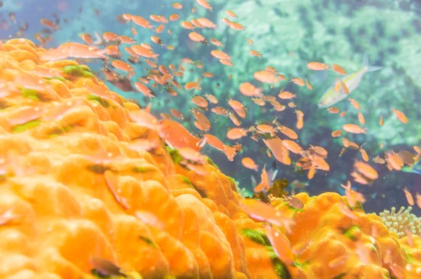 Recifes de corais e peixes subaquáticos no pináculo sudoeste — Fotografia de Stock