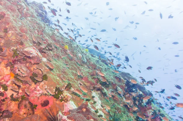 Pesce con barriera corallina vita sottomarina — Foto Stock