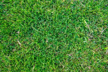 Yeşil doğal çim arka plan