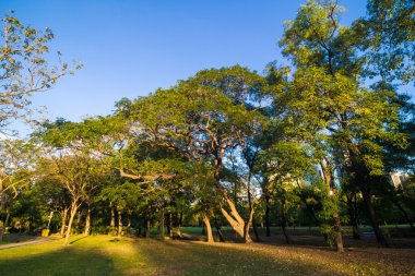 Çim ve ağaçların bir şehirde yeşil park